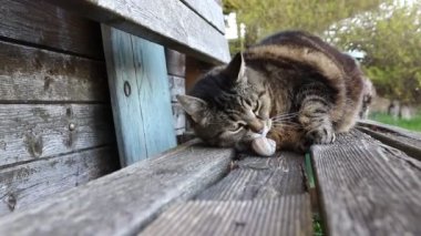 Küçük şişman bir kedinin salyangoz kabuğuyla sarılışının geniş açı videosu