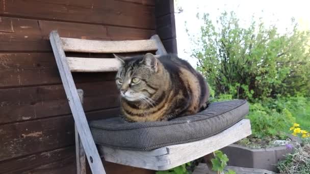 Širokoúhlé Video Malé Tlusté Kočky Židli — Stock video