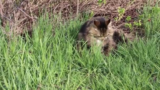 Video Norwegian Forest Cat Eating Grass Meadow — Vídeos de Stock