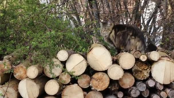 Video Norwegian Forest Cat Running Tree Trunks — Vídeos de Stock