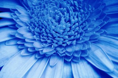Close up of the petals of a gerbera in blue