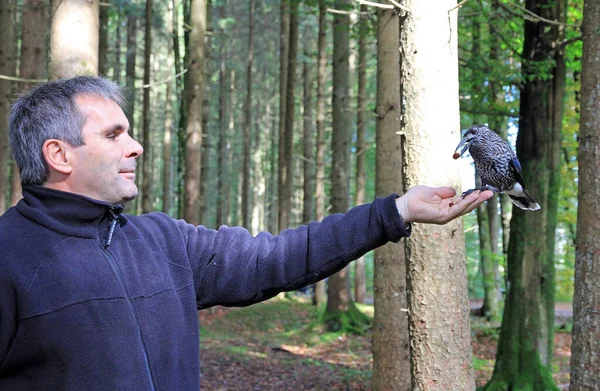 Bir Adam Ormanda Çam Kuşunu Besler — Stok fotoğraf