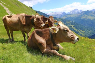 Genç kahverengi sığırlar yazın tadını çıkarır dağlarda