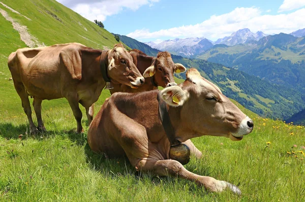 Genç kahverengi sığırlar yazın tadını çıkarır dağlarda