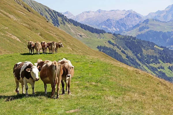 Genç kahverengi sığırlar yan yana durur Yazın tadını çıkarırlar dağlarda
