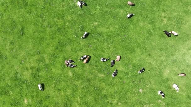 Video Drone Dairy Cows Meadow Bavaria — Stock video