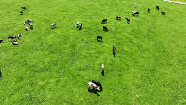 Video Drone Dairy Cows Meadow Bavaria — ストック動画