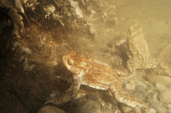 Photo Sous Marine Deux Crapauds Dans Lac Tourbière Bavière — Photo