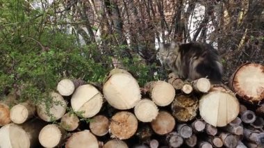 Video of Norwegian Forest Cat running over tree trunks