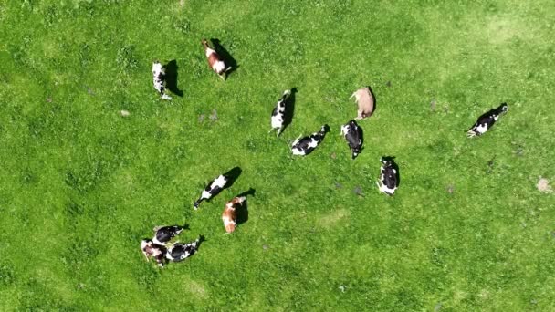 在巴伐利亚的草地上播放的关于一头奶牛的无人机的视频 — 图库视频影像