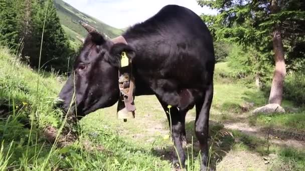 Vídeo Uma Vaca Negra Com Chifres Sino Nas Montanhas — Vídeo de Stock