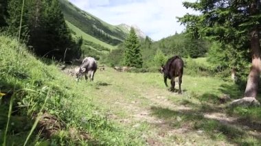 Dağlarda inek çanları çalan genç sığır sürüsünün videosu.