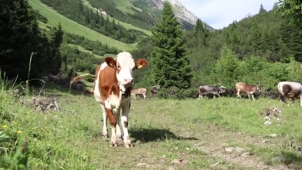 Dağlarda Inek Çanları Çalan Genç Sığır Sürüsünün Videosu — Stok video