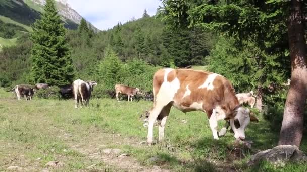 山中牛群带着牛铃的录像 — 图库视频影像