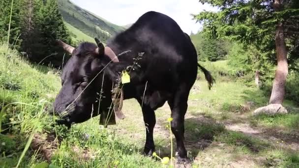 山上有一头长着角和牛铃的黑牛的录像 — 图库视频影像