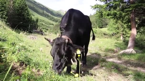 山上有一头长着角和牛铃的黑牛的录像 — 图库视频影像