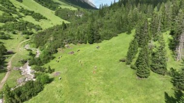 Drone video of a herd of young cows in the mountains of Austria