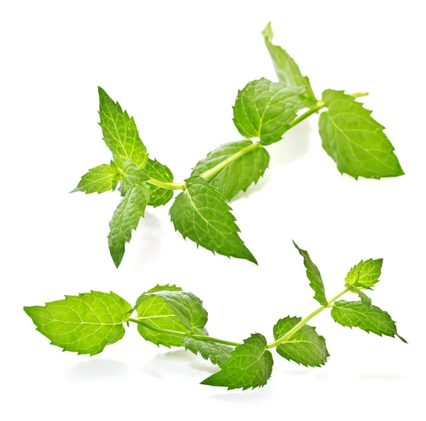 Sprig of mint on a white background — Stock Photo, Image