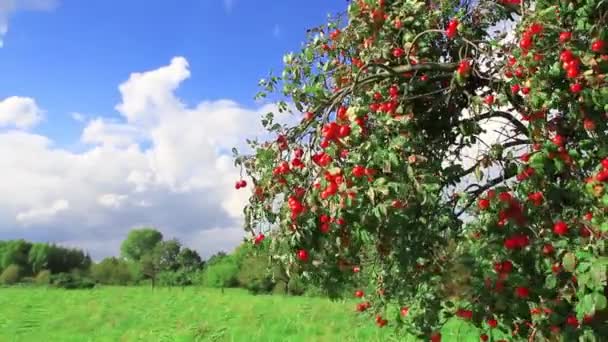 Apfelbaum mit reifen Äpfeln — Stockvideo