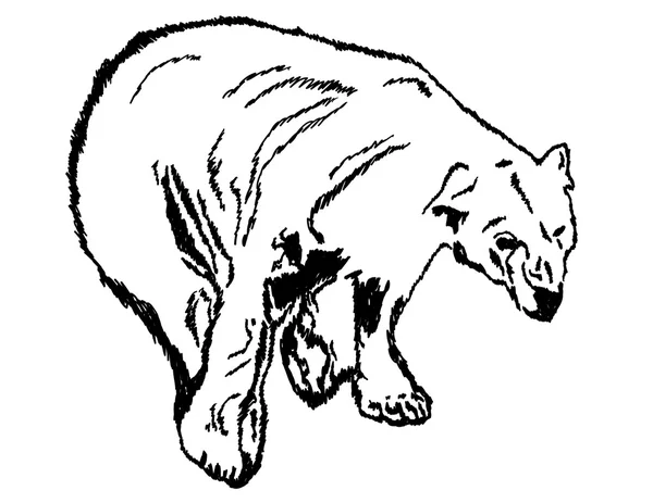 Eisbär-Illustration — Stockvektor