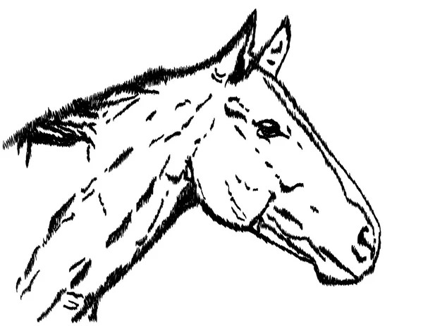 Illustration d'un cheval — Image vectorielle