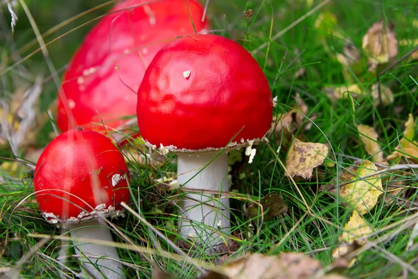 Amanita rossa nella foresta . — Foto Stock