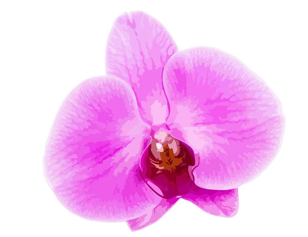 Orchidée sur fond blanc — Image vectorielle