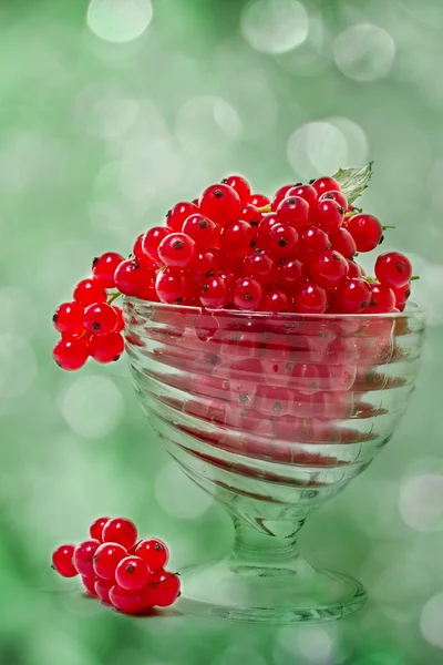 Rote Johannisbeere auf dem abstrakten Hintergrund — Stockfoto