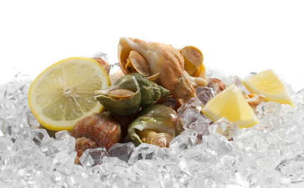 Whelks con limón sobre hielo —  Fotos de Stock