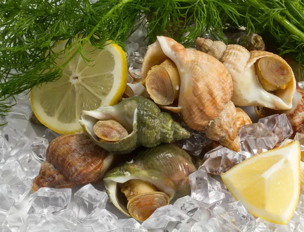 Whelks με άνηθο και λεμόνι στον πάγο — Φωτογραφία Αρχείου