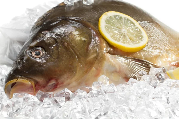 Carpa fresca con limón sobre hielo —  Fotos de Stock