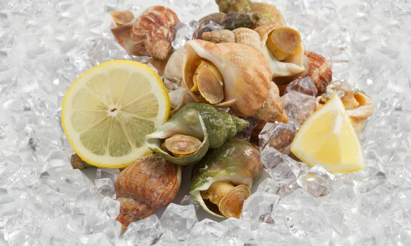 Whelks with lemon on ice — Stock Photo, Image