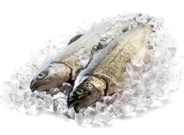 Fresh trout on ice — Stock Photo, Image