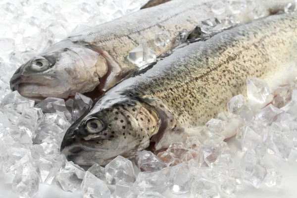 Fresh trout on ice — Stock Photo, Image