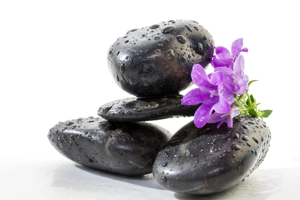 Zen-Steine mit lila Blüten — Stockfoto