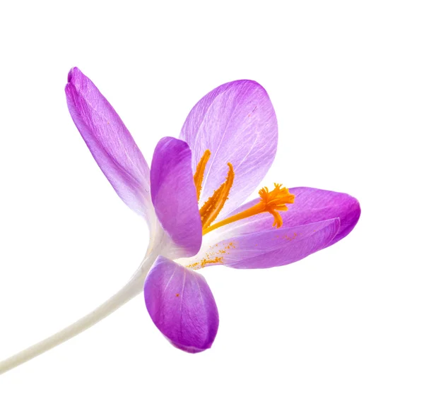 Crocus fleur gros plan sur fond blanc — Photo