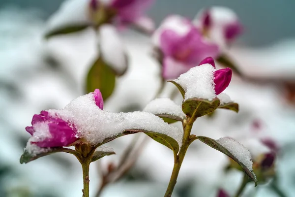 Flowers in the snow close-up. — Stock Photo, Image