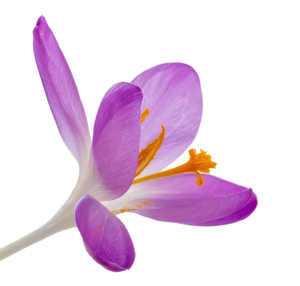 Crocus blomma närbild på vit bakgrund — Stockfoto