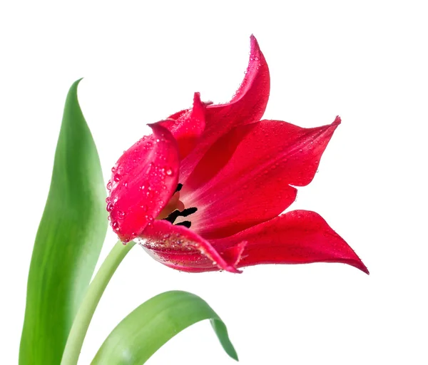 Tulip bud with drops of dew, close-up — Stock Photo, Image