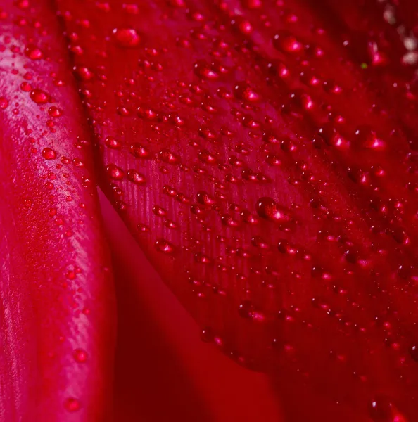 Tulip bud with drops of dew, close-up — Stock Photo, Image