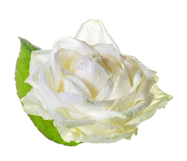 Bílá růže na bílém pozadí — Stock fotografie