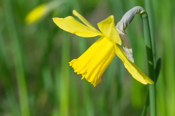 Flor de narciso primer plano —  Fotos de Stock