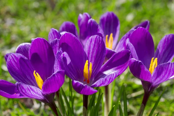 Primo piano del fiore di croco — Foto Stock