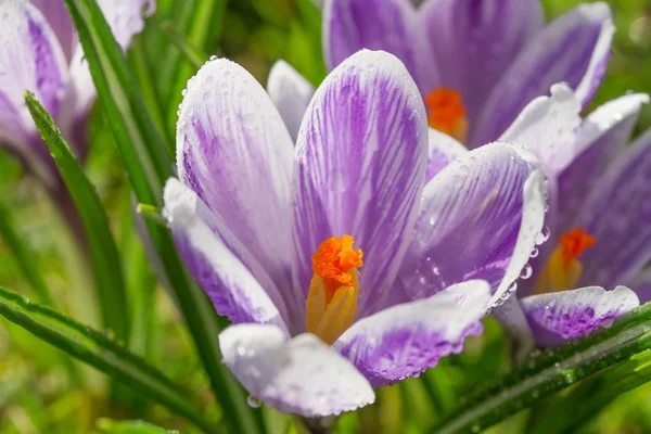 Crocus květ záběr — Stock fotografie