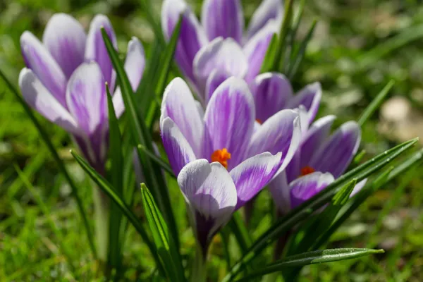 Primo piano del fiore di croco — Foto Stock