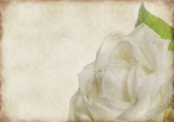 Róża na tle starodawny sylwetka — Zdjęcie stockowe