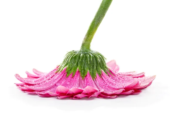 Růžová gerbera na bílém pozadí — Stock fotografie
