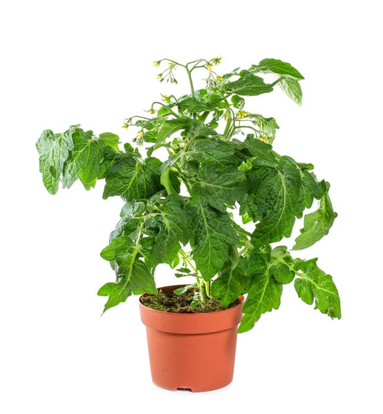 番茄幼苗与花卉和水果在白色背景上 — 图库照片