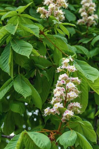 Flowering branches of chestnut — Stock Photo, Image