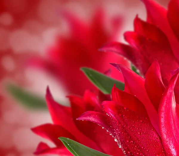 Red tulips background with bokeh effect — Stock Photo, Image